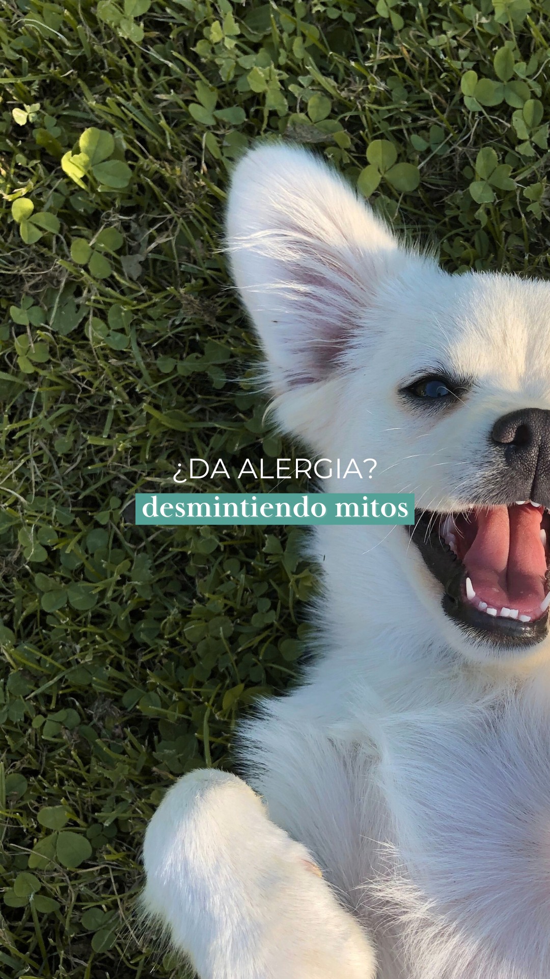 🤔 ¿El pelo de las mascotas da alergia? ¿Y los perfumes? ¿Los productos de limpieza? ¿La contaminación?

En consulta escucho estas preguntas muy a menudo, y no siempre la respuesta es la que imaginamos.
En este reel resolvemos algunas de las dudas más frecuentes sobre qué puede provocar una alergia… y qué no.

Porque diferenciar una alergia de una irritación o de otras reacciones es clave para entender qué está ocurriendo y recibir el tratamiento adecuado.

💬 ¿Qué otra duda sobre alergias te gustaría que resolviéramos en un próximo vídeo? ¡Te leo en comentarios!
.
🤔 El pèl de les mascotes fa al·lèrgia? I els perfums? Els productes de neteja? La contaminació?

A la consulta escolto aquestes preguntes molt sovint, i no sempre la resposta és la que imaginem.
En aquest reel resolem alguns dels dubtes més freqüents sobre què pot provocar una al·lèrgia… i què no.

Perquè diferenciar una al·lèrgia d’una irritació o d’altres reaccions és clau per entendre què està passant i rebre el tractament adequat.

💬 Quin altre dubte sobre les al·lèrgies t’agradaria que resolguéssim en un pròxim vídeo? Et llegeixo als comentaris!
.
#Alergia #MitosSobreLaAlergia #Alergología #Salud
