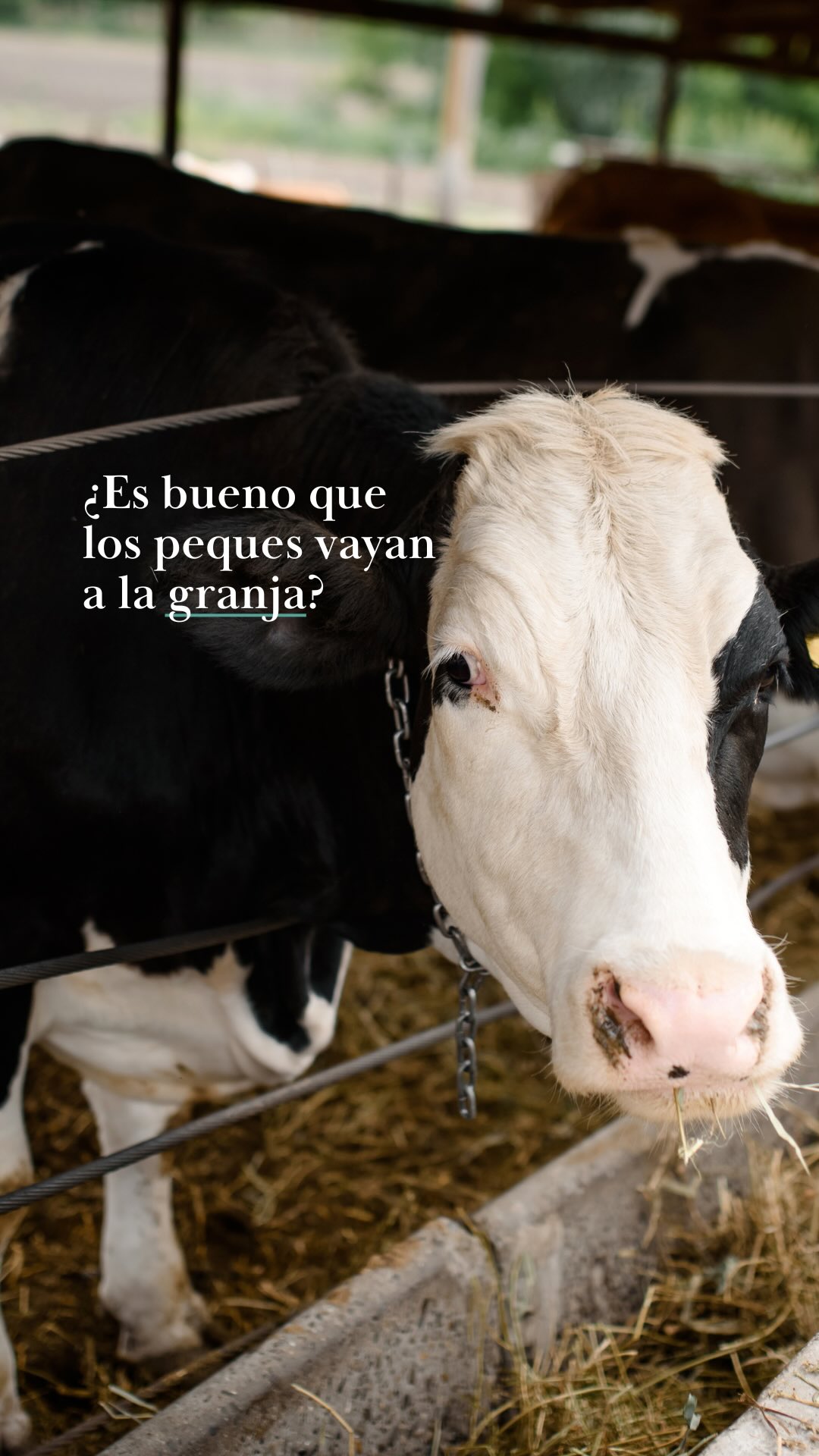 🌾 ¿Es bueno que l@s niñ@s con alergias vayan a la granja?

Un estudio reciente sugiere que la exposición al polvo de granja puede estimular mecanismos inmunológicos protectores frente al asma en la infancia. 

No digo que sea cura mágica, pero sí creo que estos entornos naturales podrían tener un papel beneficioso si se hacen con precaución y supervisión.

🧪 Se necesita más evidencia, pero personalmente... ¡me parece una línea prometedora para reforzar tolerancia inmunológica!
.
#Alergia #Niños #Granjas #Inmunología #Prevención #PaulaRibó #Alergóloga #Asma #AlergiasInfantes
