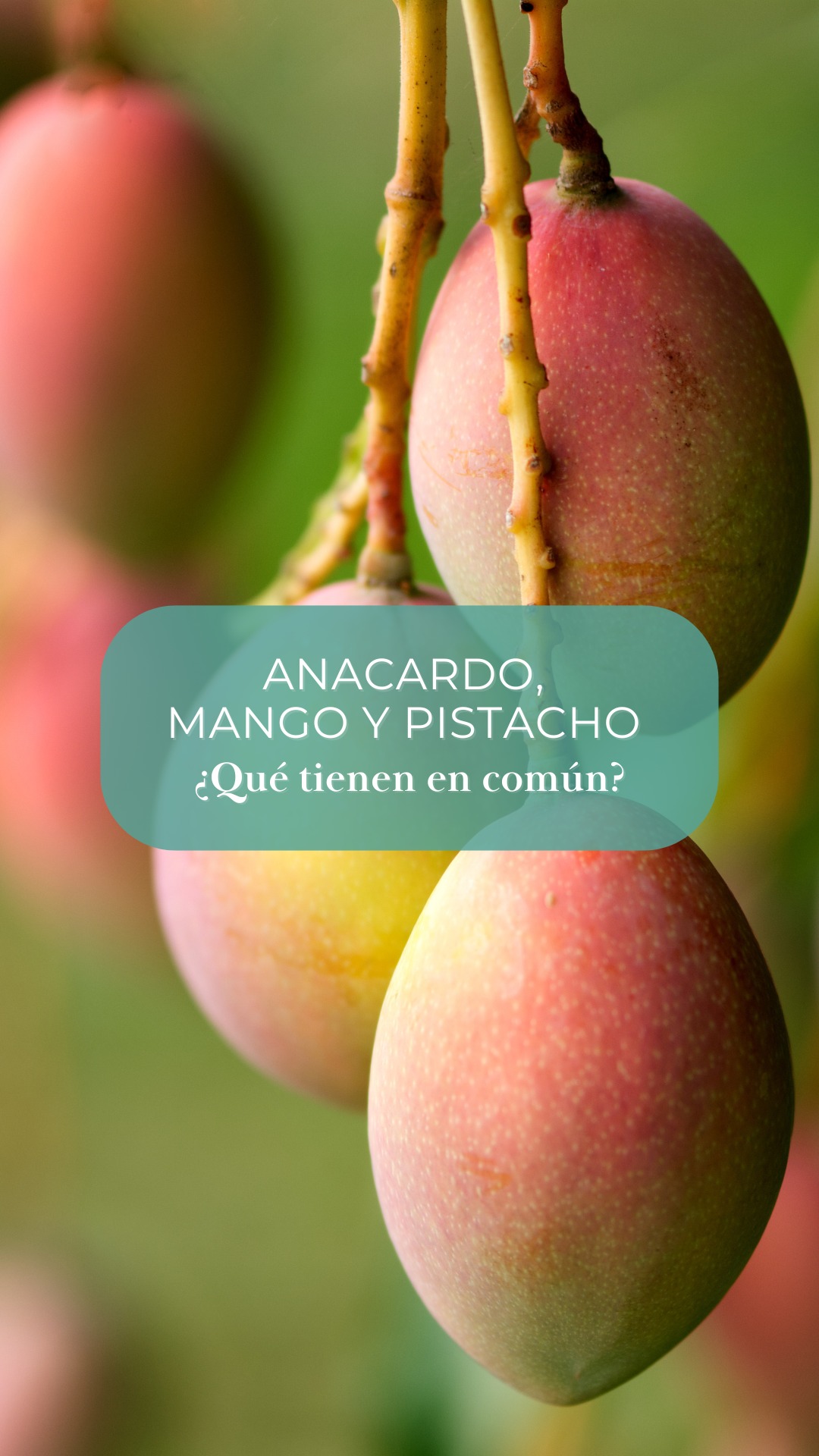 🧐 ¿Qué tienen en común el anacardo, el mango y el pistacho?

Aunque parezcan alimentos muy distintos, comparten proteínas similares, y por eso algunas personas pueden reaccionar a más de uno.

A esto lo llamamos reactividad cruzada: cuando el sistema inmunitario reconoce estructuras parecidas y responde de forma similar ante distintos alimentos.

🥜 Especialmente entre anacardo y pistacho, que pertenecen a la misma familia botánica.
El mango también puede estar implicado, aunque con menor frecuencia.

⚠️ Si te ha pasado algo parecido o tienes dudas:
👉 No elimines alimentos sin orientación médica
👉 No saques conclusiones por tu cuenta
👉 Estoy aquí para ayudarte a entender tu caso

Un buen estudio alergológico aporta claridad, tranquilidad y seguridad 💙
.
✨ Guarda este reel si te ha parecido interesante
👩‍⚕️ Si necesitas una valoración, pídeme cita
.
#Alergia #AlergiaAlimentaria #ReactividadCruzada #FrutosSecos #Anacardo #Pistacho #Mango #Alergología #DraPaulaRibó #SaludRespiratoria