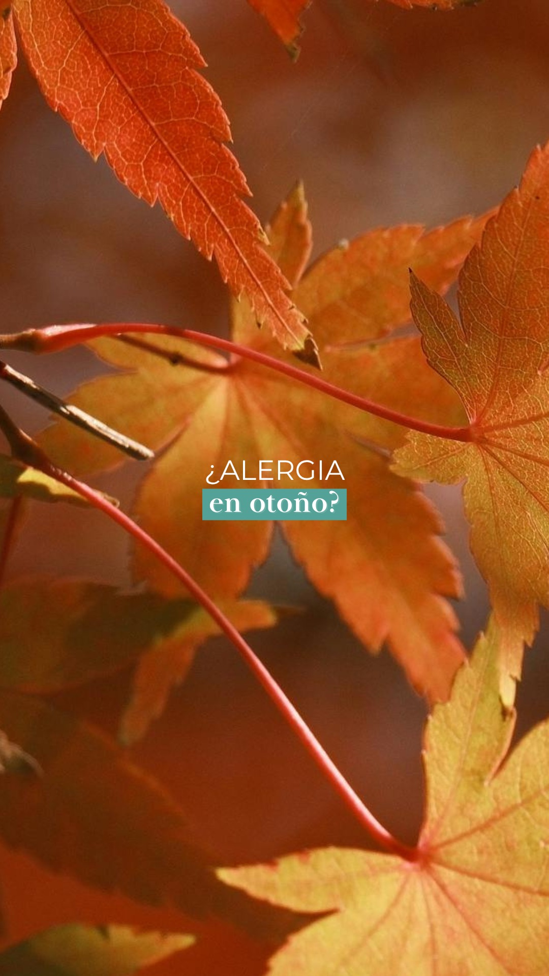 🍂 ¿Sabías que el otoño también puede ser una época de alergias?

Aunque solemos asociarlas a la primavera, en esta época del año también pueden aparecer síntomas relacionados con los ácaros, los hongos ambientales e incluso algunos pólenes.

🤧 Si tienes estornudos, congestión nasal o mocos persistentes, no des por hecho que es solo un resfriado. En algunos casos, la causa puede ser una alergia.

💡 Identificar el origen de los síntomas es el primer paso para tratarlos adecuadamente.
¿Te ocurre cada otoño? 👇🏻
.
🍂 Sabies que la tardor també pot ser una època d’al·lèrgies?

Tot i que les solem associar amb la primavera, en aquesta època de l’any també poden aparèixer símptomes relacionats amb els àcars, els fongs ambientals i fins i tot alguns pol·lens.

🤧 Si tens esternuts, congestió nasal o mocs persistents, no donis per fet que és només un refredat. En alguns casos, la causa pot ser una al·lèrgia.

💡 Identificar l’origen dels símptomes és el primer pas per tractar-los adequadament.
Et passa cada tardor? 👇🏻
.
#Alergia #AlergiasOtoño #Alergología #RinitisAlérgica #SaludRespiratoria #PaulaRibo #Granollers