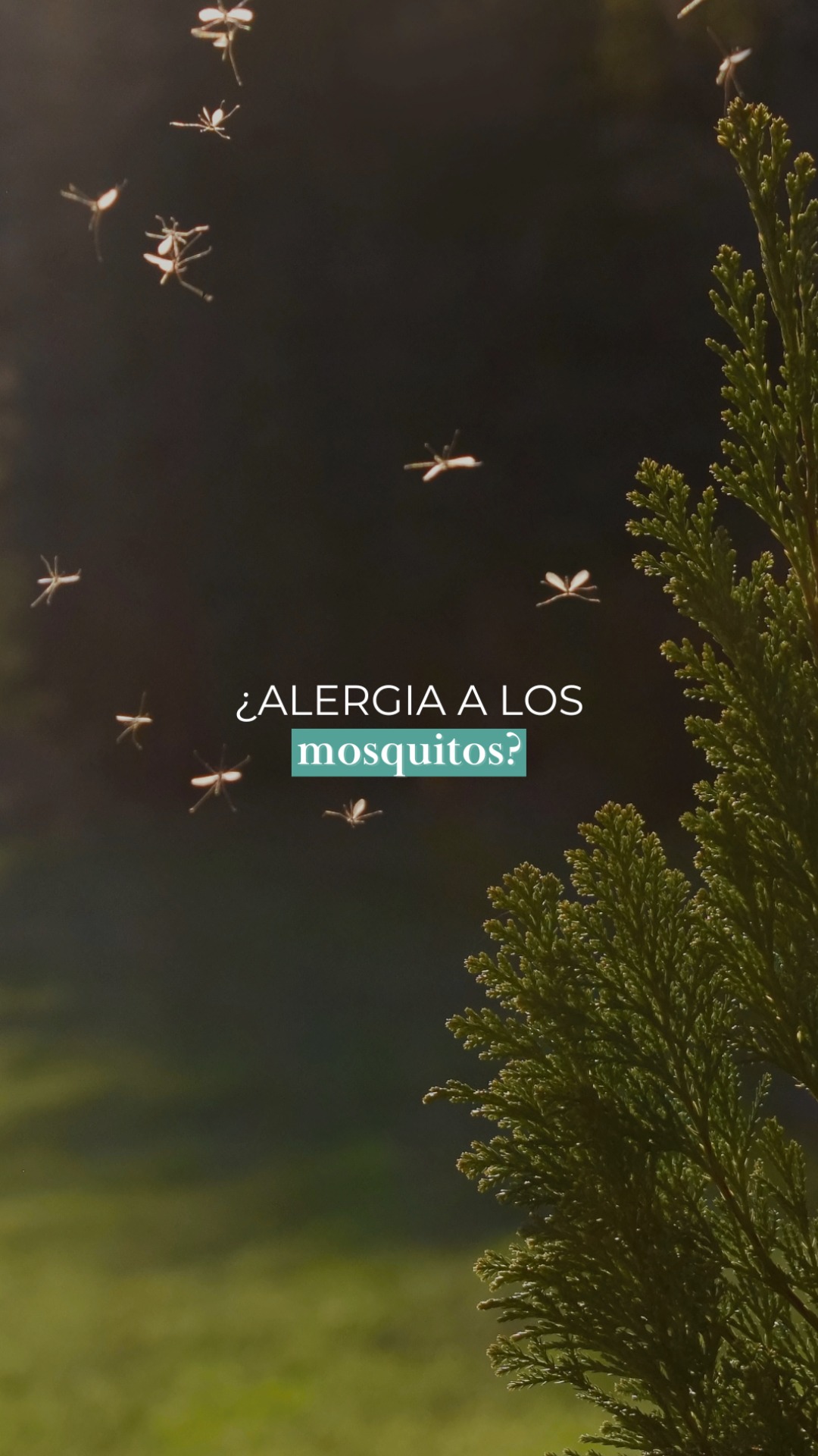 🦟 ¿Cada vez que te pica un mosquito se te hincha muchísimo la zona?

Aunque una reacción local intensa puede parecer una alergia, no siempre lo es. En algunos casos puede tratarse del síndrome de Skeeter, una reacción exagerada frente a las proteínas de la saliva del mosquito.

En este reel te explico cómo diferenciar una reacción habitual de una que merece valoración por un alergólogo y cuándo es recomendable consultar.

¿A ti también se te hinchan mucho las picaduras? ¡Te leo en comentarios! 👇
.
🦟 Cada vegada que et pica un mosquit se t’infla moltíssim la zona?

Tot i que una reacció local intensa pot semblar una al·lèrgia, no sempre ho és. En alguns casos pot tractar-se de la síndrome de Skeeter, una reacció exagerada davant les proteïnes de la saliva del mosquit.

En aquest reel t’explico com diferenciar una reacció habitual d’una que mereix ser valorada per un al·lergòleg i quan és recomanable consultar.

A tu també se t’inflen molt les picades? Et llegeixo als comentaris! 👇
.
#mosquitos #picaduras #alergia #alergias #verano #alergologia